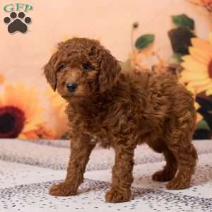 Conner, Miniature Poodle Puppy